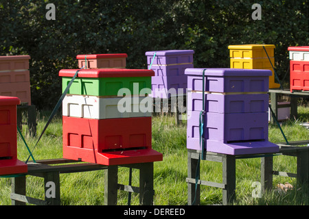 Colourful beehives Langstroth sizes arranged in L shape.  Beekeeping yard & National poly hive  Polystyrene Apiaries hives, Liverpool, Merseyside, UK Stock Photo