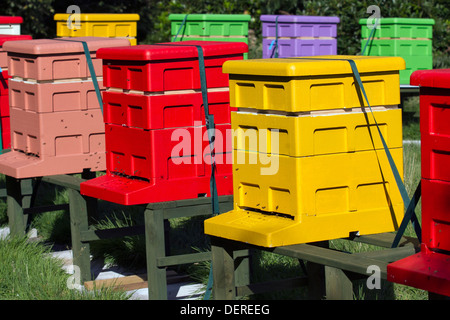 Colourful beehives Langstroth sizes arranged in L shape.  Beekeeping yard & National poly hive  Polystyrene Apiaries hives, Liverpool, Merseyside, UK Stock Photo