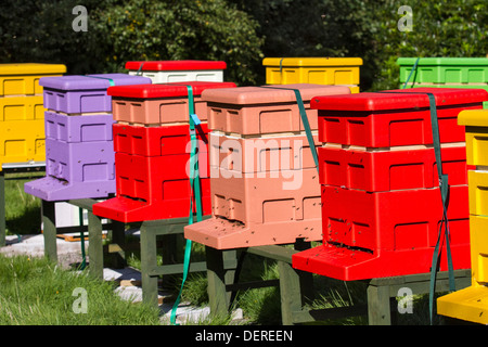 Colourful beehives Langstroth sizes arranged in L shape.  Beekeeping yard & National poly hive  Polystyrene Apiaries hives, Liverpool, Merseyside, UK Stock Photo