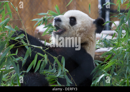 giant panda eating bamboo toronto zoo 'er shun' Stock Photo