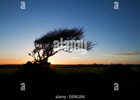 Wind sculptured Hawthorn Tree, Above Stradbally Cove, The Copper Coast, County Waterford, Ireland Stock Photo