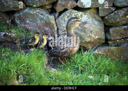 Duck and Ducklings, Yorkshire Dales Stock Photo