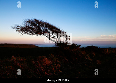 Wind sculptured Hawthorn Tree, Above Stradbally Cove, The Copper Coast, County Waterford, Ireland Stock Photo