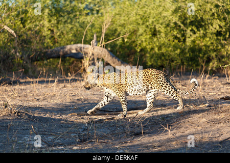 A leopard walking in the bush in Chobe national park, Botswana Stock Photo