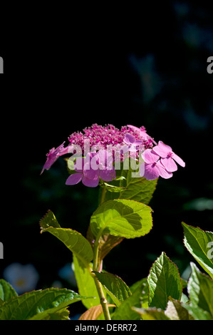 Hydrangea macrophylla mariesii Stock Photo