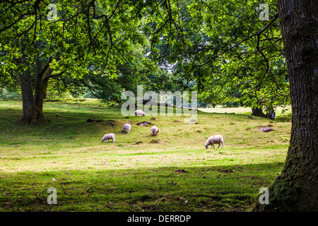 Welsh sheep grazing in a field in the Cwm Oergwm in the Brecon Beacons National Park. Stock Photo
