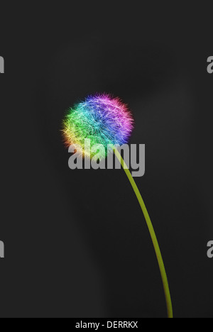 down dandelion on stem from seeds on black background Stock Photo