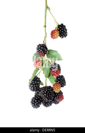 blackberry and leaf on white background Stock Photo