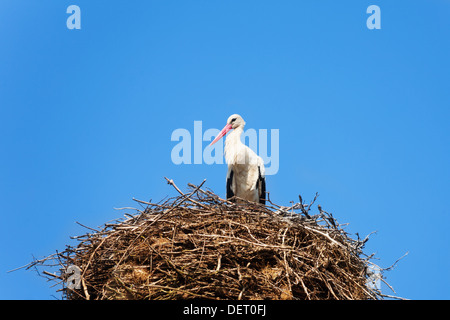 Cloeseup of stork bird sitting in the nest Stock Photo