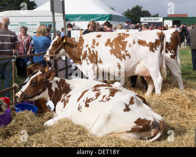 Ayrshire dairy cows on display at the Stokesley Agricultural Show 2013 Stock Photo