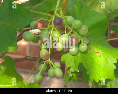 Ripening Bunch of Grapes on a Grapevine ( Vitis vinifera ) cultivar 'Muscat Bleu' Stock Photo