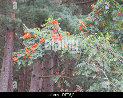 Red Berries on a Rowan or Mountain Ash Tree ( Sorbus aucuparia ) UK Stock Photo