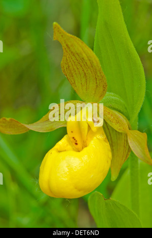 Yellow lady's slipper orchid (Cypripedium calceolus) growing near a calcareous marsh, Bow Valley Provincial Park, Alberta Stock Photo