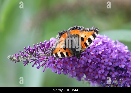 Small Tortoiseshell (Aglais urticae) sitting on the blossom of a butterly bush. Stock Photo