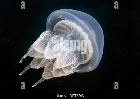 barrel jellyfish or dustbin-lid jellyfish (Rhizostoma pulmo), Black Sea, Crimea, Ukraine