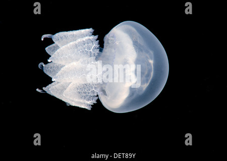 barrel jellyfish or dustbin-lid jellyfish (Rhizostoma pulmo), Black Sea, Crimea, Ukraine