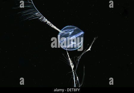 Sea gooseberry or Sea grape (Pleurobrachia pileus) Stock Photo