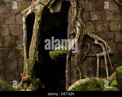 Tree roots growing around an entryway of an old building at Fort Shirley in Cabrits National Park, Portsmouth, Commonwealth of Dominica. Stock Photo