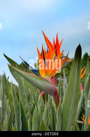 Beautiful orange bird of paradise flower Latin name Strelitzia reginae aka Strelitzia parvifolia outdoors San Diego California Stock Photo