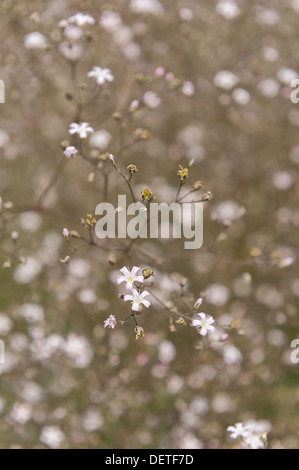 Mist of small gypsophilia flowers dispersed throughout a massive clump of flowering bloom garden bride Stock Photo