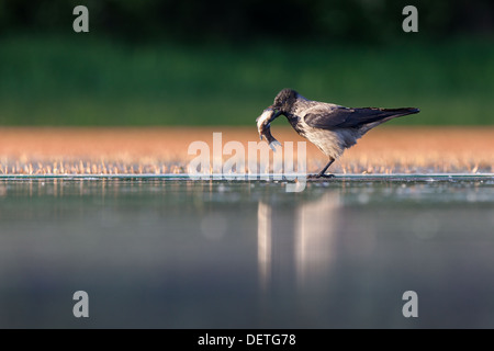 Hooded crow ( Corvus cornix) feeding on a fish on the edge of a lake, Hungary Stock Photo