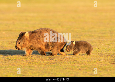 Common Wombat Female and joey Vombatus ursinus Photographed in Tasmania Stock Photo