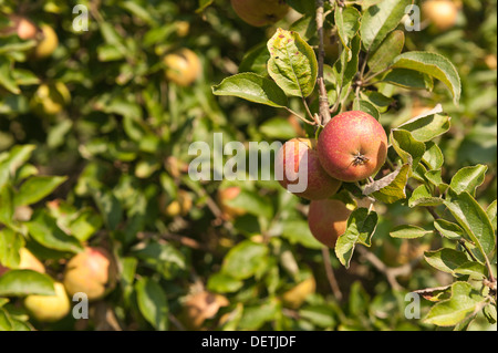 Cultivated Malus Cornish ripening apple ready to be harvested for Autumn crop Stock Photo