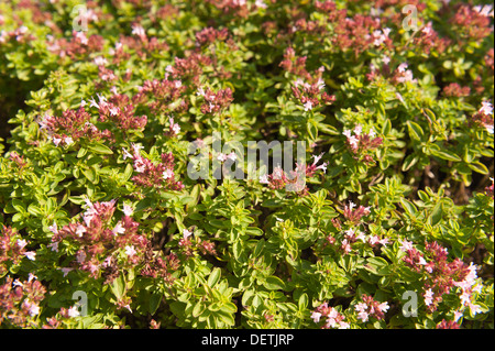 Dwarf oregano blooming profusely with large clusters of small pink flowers in summer Stock Photo