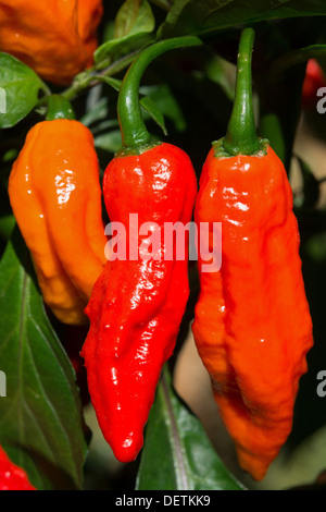 The Bhut Jolokia chilli, one of the hottest chillies in the world (see description box for more information and other names). Stock Photo