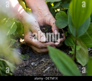 Closeup image of a female hands with soil working in garden Stock Photo