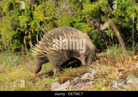 Echidna Tachyglossus aculeatus  Photographed in Tasmania, Australia Stock Photo