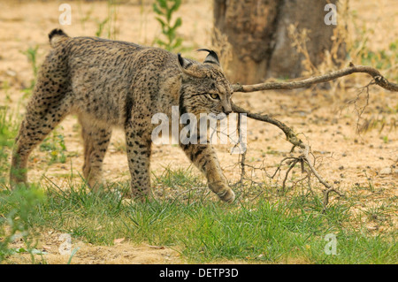 Iberian Lynx Lynx pardinus Male Captive Lynx from Sierra de Andujar, Spain Photographed in Andalucia, Spain Stock Photo