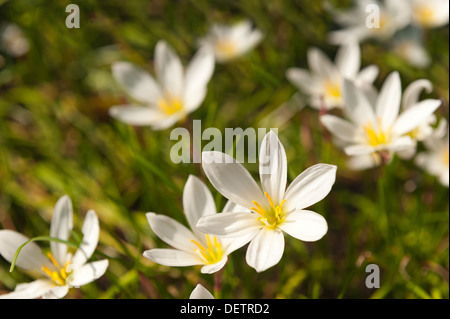 Zephyranthes candida on sunny summer day showing long yellow anthers against pointed white slender petals Stock Photo