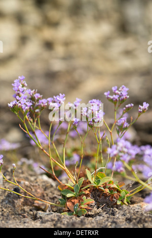Rock Sea Lavender; Limonium binervosum; Flower; Cornwall; UK Stock Photo