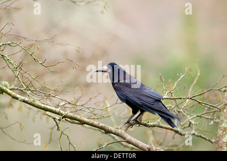 Rook; Corvus frugilegus; UK Stock Photo