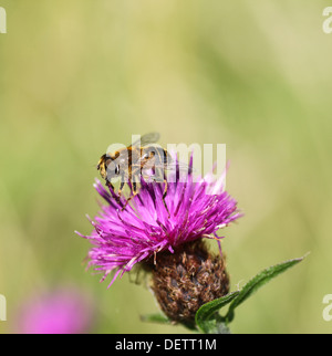 Eristalis tenax is a European hoverfly, also known as the drone fly or dronefly, on a Common Knapweed (Centaurea nigra) flower Stock Photo