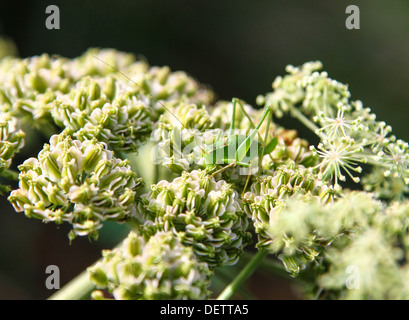 A female Speckled Bush cricket (Leptophyes punctatissima) camouflaged on a cow parsley seed head Stock Photo