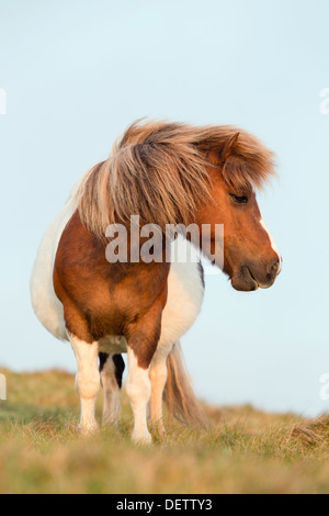 Shetland Pony; Shetland; UK Stock Photo