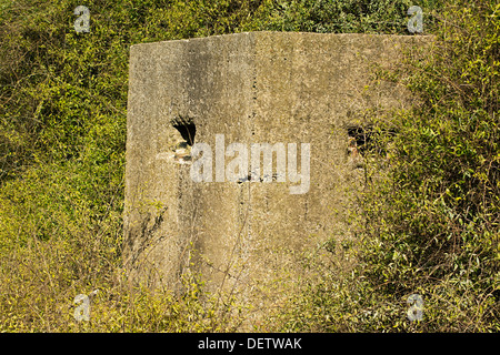 Old ruin of a an allied world war two bunker in the uk commonly called a pillbox Stock Photo