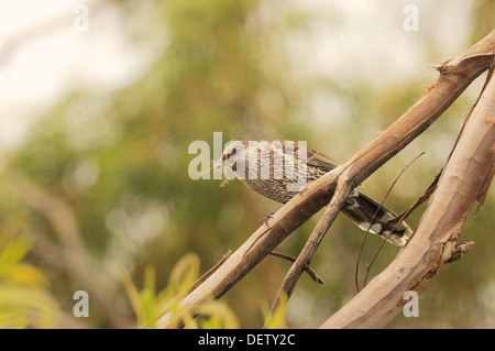 Little Wattlebird Anthochaera chrysoptera With nesting material Photographed in Tasmania, Australia Stock Photo