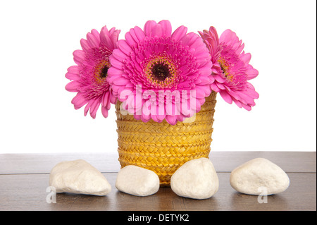 Pink Gerbera in yellow straw basket behind four white stones on a dark brown wooden shelf Stock Photo