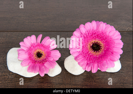 Two pink Gerberas with four white stones on a dark brown wooden shelf Stock Photo