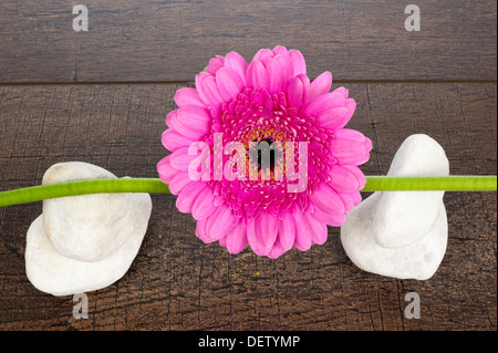 Pink Gerberas on stem with four white stones on a dark brown wooden shelf Stock Photo
