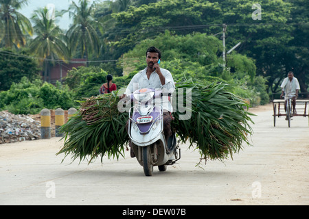 Indian man on a motorcycle on his mobile phone whilst carrying cut plants. Andhra Pradesh, India Stock Photo