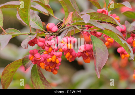 Spindle Euonymus europaeus Red Cascade Close up of berries Photographed in England  Stock Photo