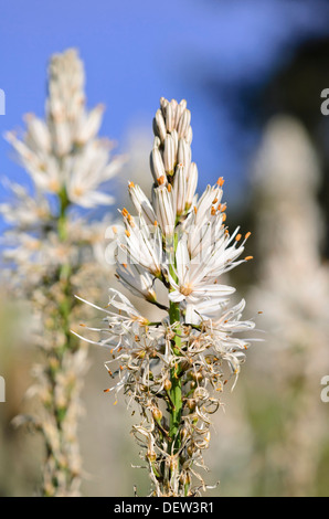 White asphodel (Asphodelus albus) Stock Photo