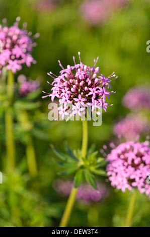 Caucasian crosswort (Phuopsis stylosa) Stock Photo