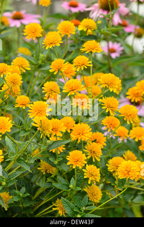 False sunflower (Heliopsis helianthoides var. scabra 'Asahi') Stock Photo