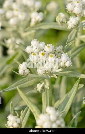 Triple-veined pearly everlasting (Anaphalis triplinervis 'Sommerschnee') Stock Photo