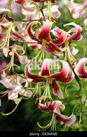 Oriental trumpet lily (Lilium Scheherazade) Stock Photo